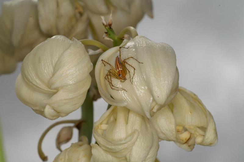 Oxyopes_quadrifasciatus_D4099_Z_89_Alexandra hills Brisbane_Australie.jpg